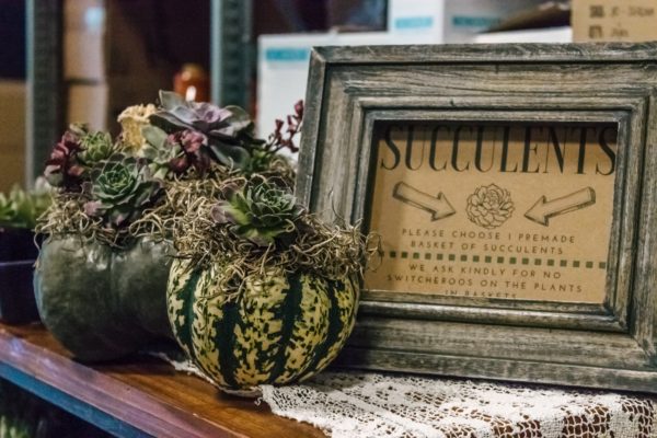 Succulent Pumpkin Workshop - Image 10