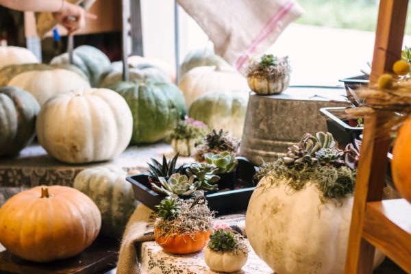 Succulent Pumpkin Workshop - Image 5