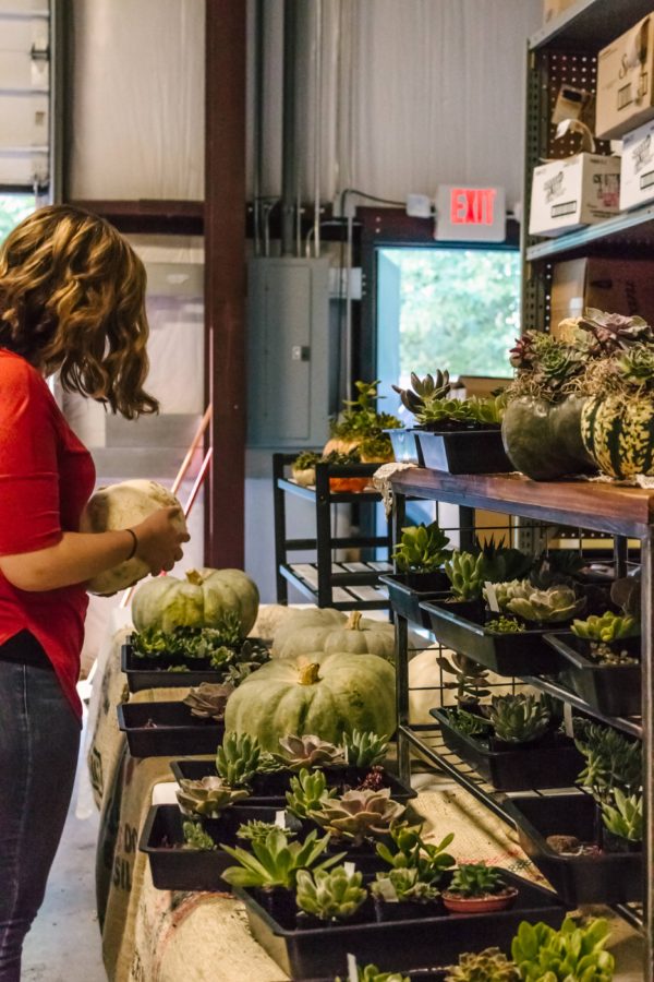 Succulent Pumpkin Workshop - Image 8