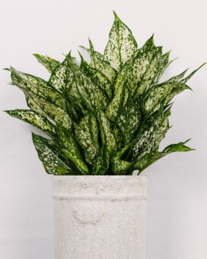 Aglaonema Snow White #2