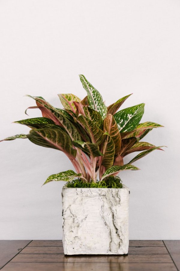 Aglaonema Sparkling Sarah #1