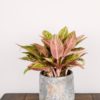 Aglaonema Sparkling Sarah #2