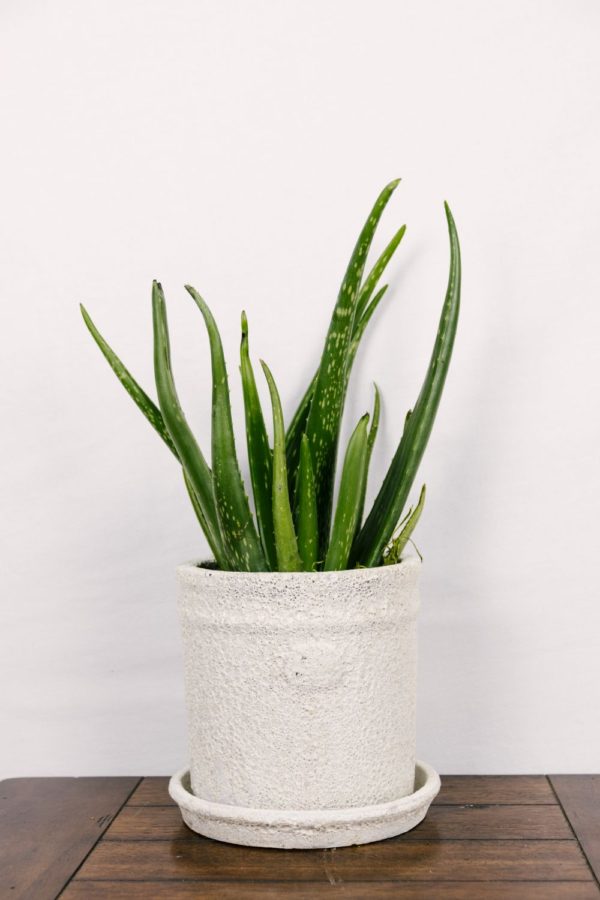Aloe Vera #1