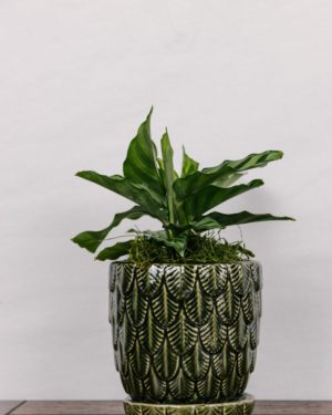 Calathea Freddie #4