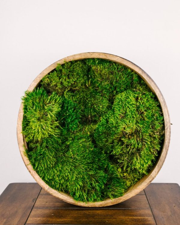 Large Moss Art #4