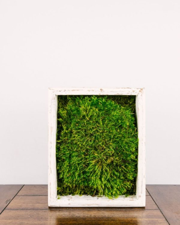 Medium Moss Art #9