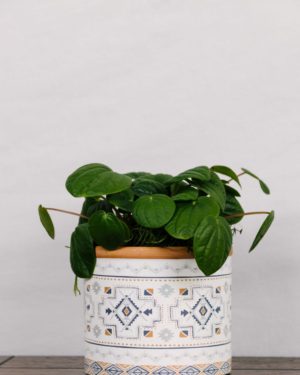 Peperomia Rana Verde #1