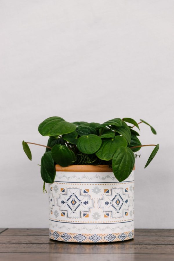 Peperomia Rana Verde #1