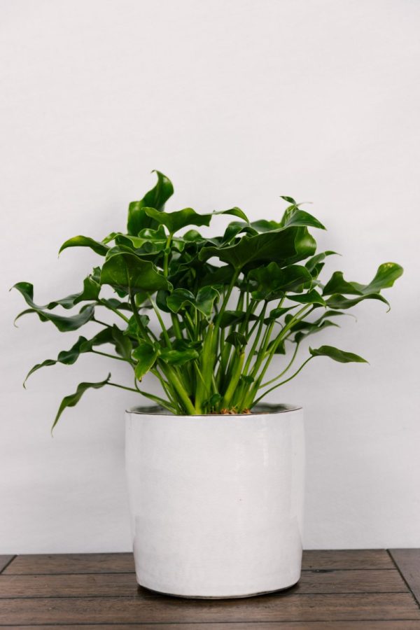 Philodendron Selloum "Little Hope" #1