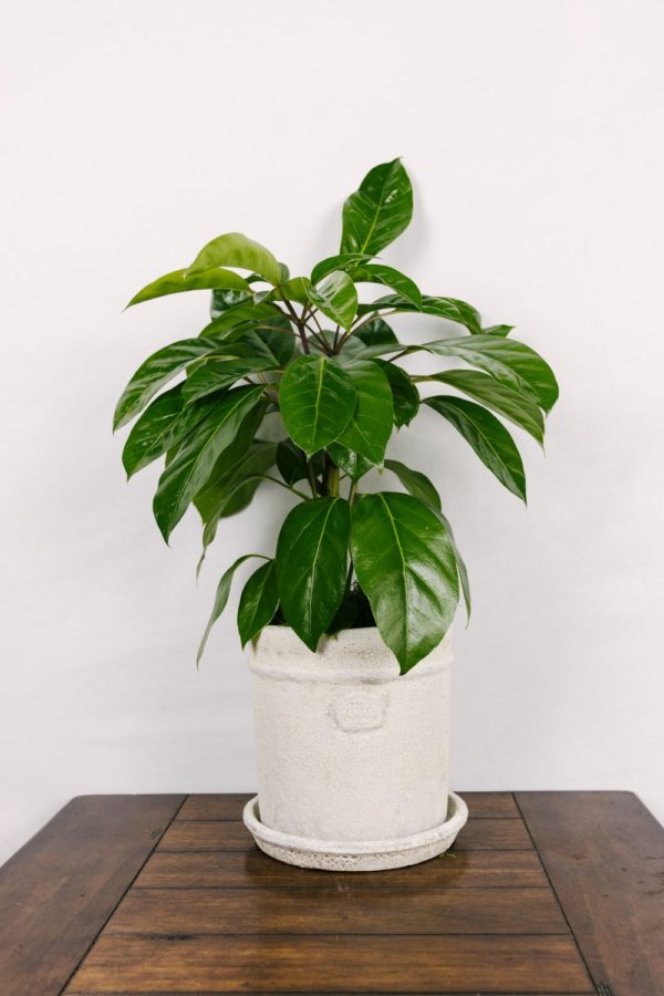 Schefflera Amate #1