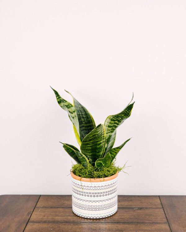 Snake Plant #4