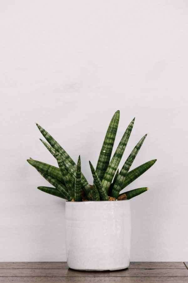 Starfish Snake Plant #1