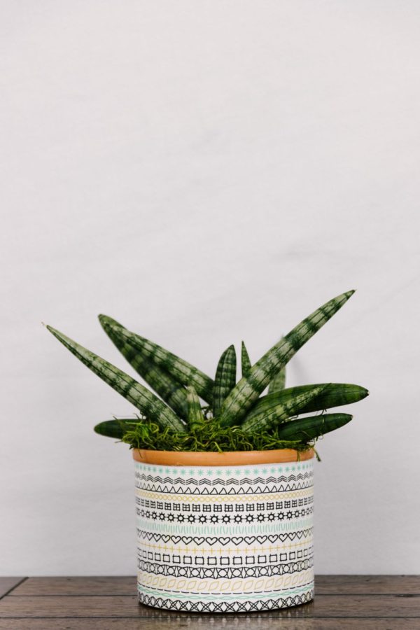 Starfish Snake Plant #2