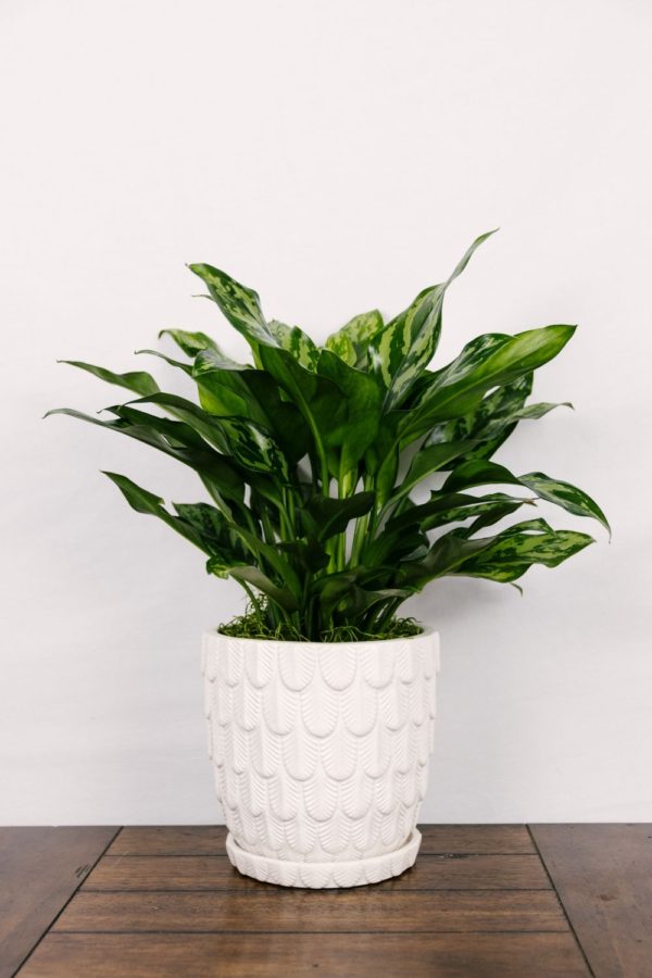 Aglaonema Green #1