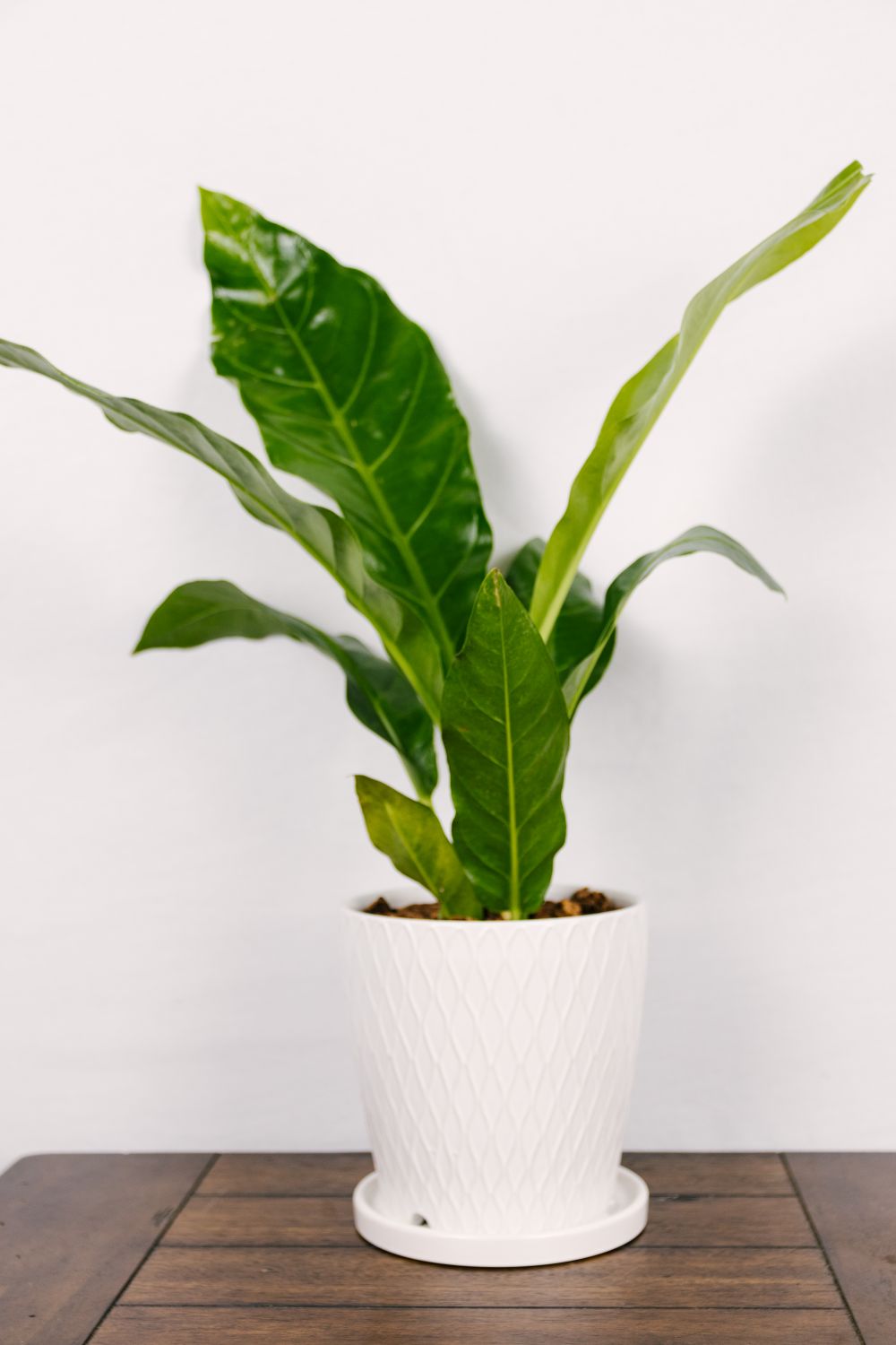  Anthurium Superbum  1