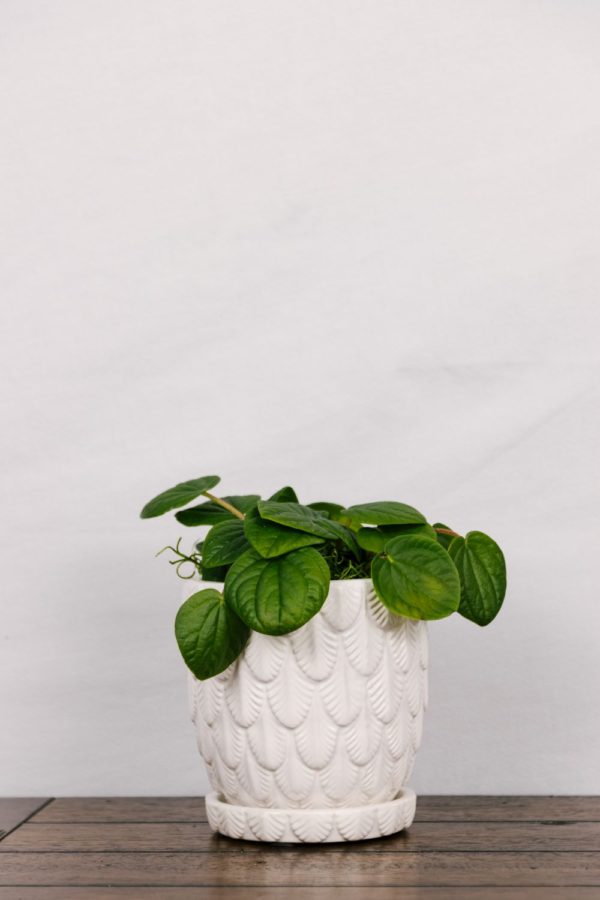 Peperomia Rana Verde #4