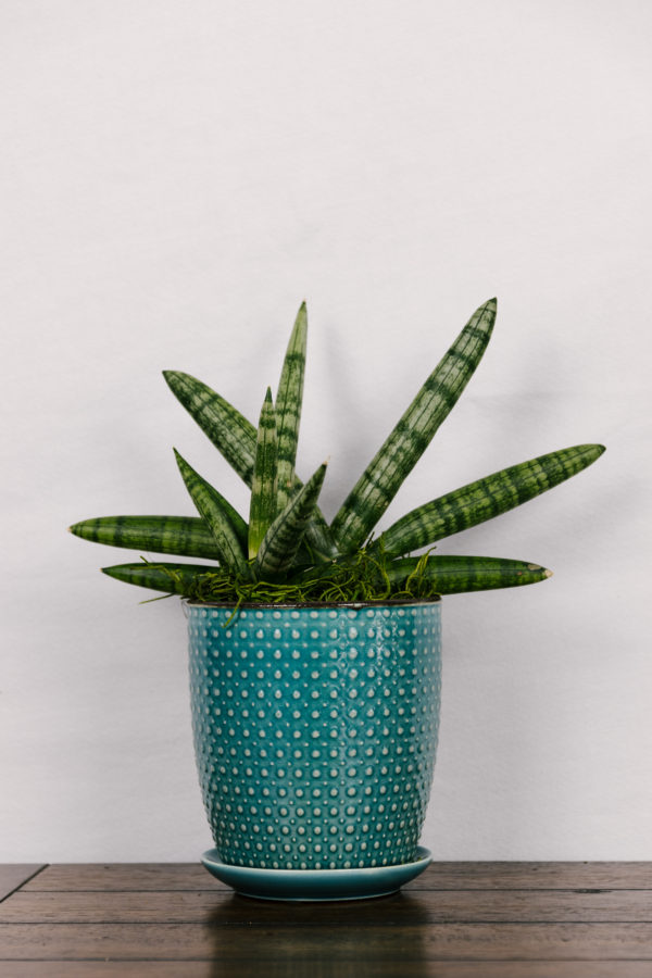 Starfish Snake Plant #3