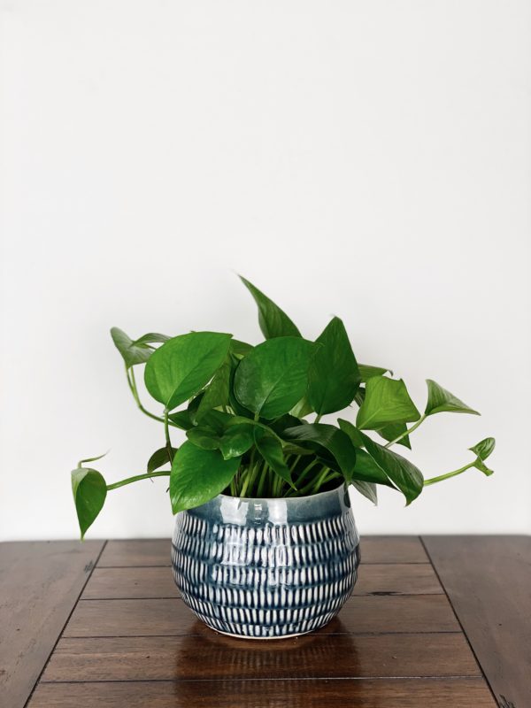 Philodendron Pothos in Grey Ceramic Planter