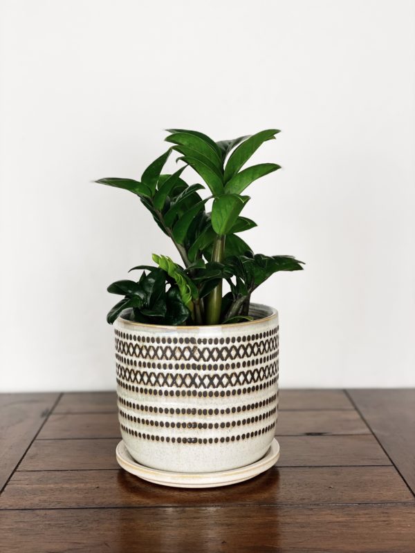 ZZ “Zenzi” Plant in Beige Planter with Black Tribal Accent and Attached Saucer