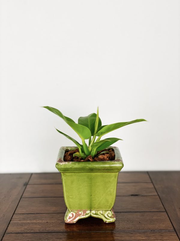 Philodendron Moonlight in Green Antiqued Planter