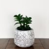 ZZ “Zenzi” Plant in White Bohemian Ceramic - Image 2