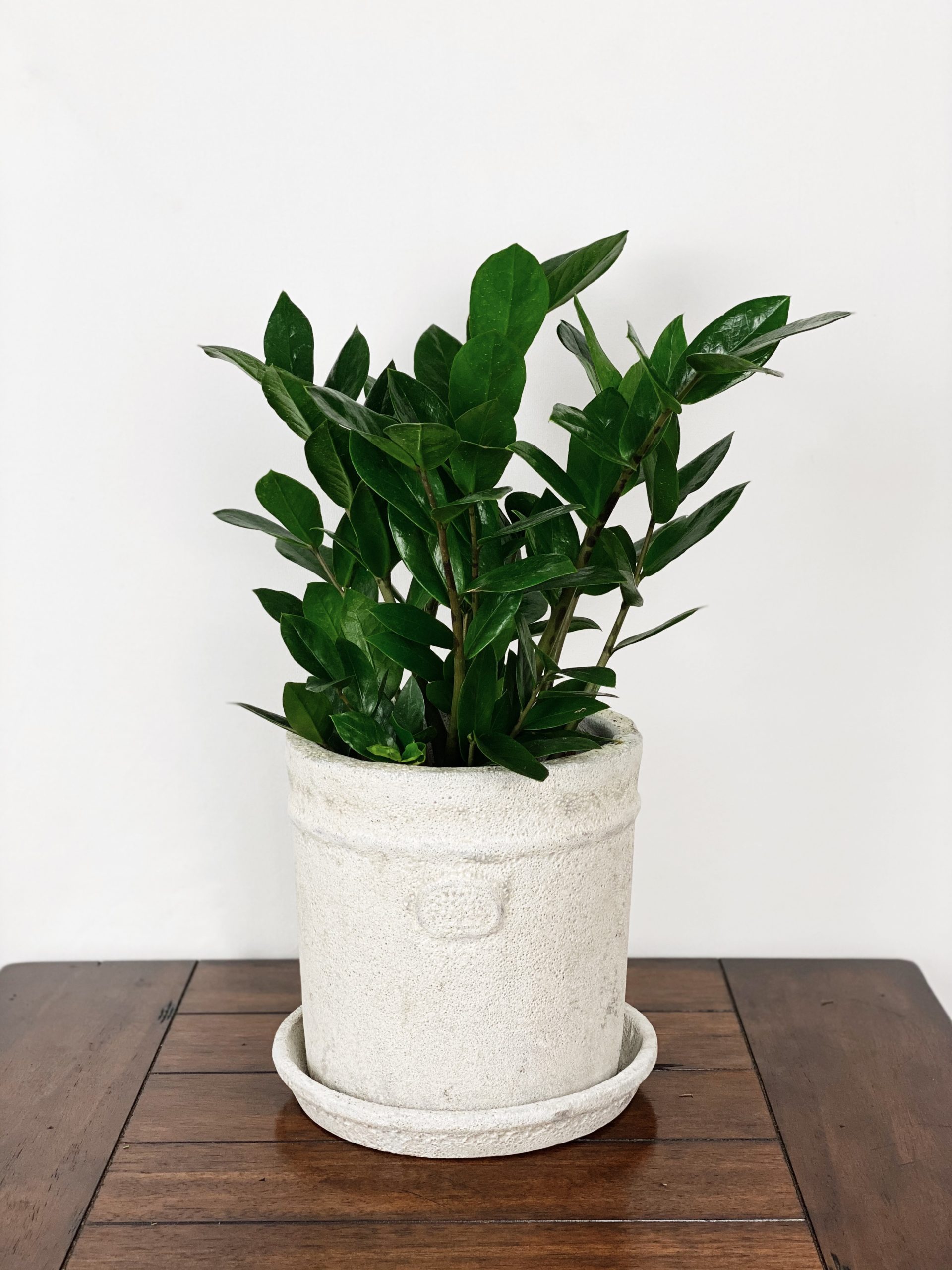 ZZ Plant in White Textured Planter with Detached Saucer