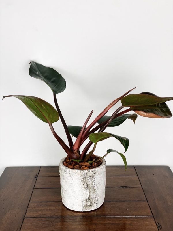 Philodendron Rojo Congo in White Birch Planter