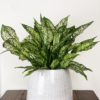 Aglaonema Snow White in White Ceramic