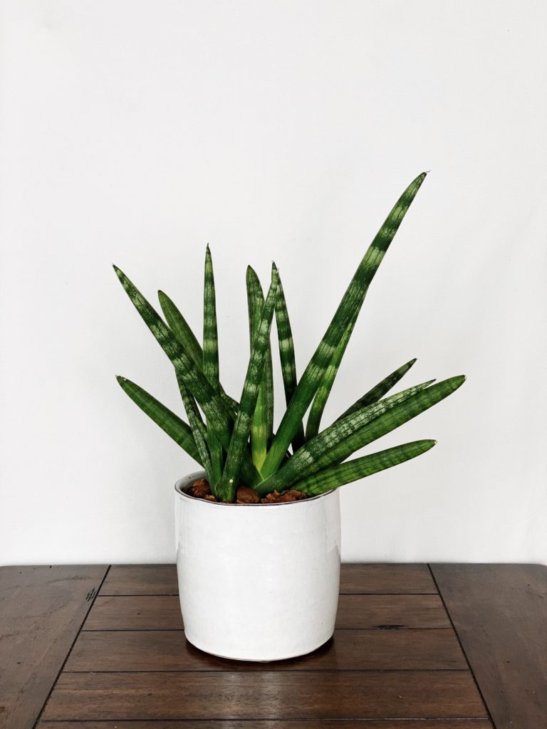 Sansevieria Cylindrica “Starfish” in White Farmhouse Ceramic Planter