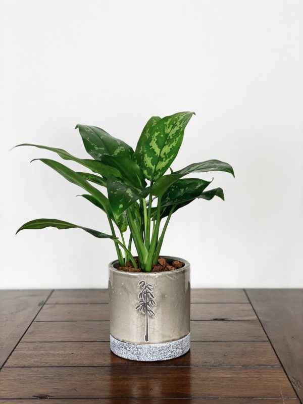 Aglaonema Emerald Beauty in Grey Ceramic with Floral Accent