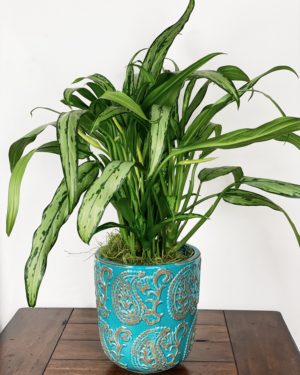 Aglaonema Cutlass in Turquoise Paisley Ceramic