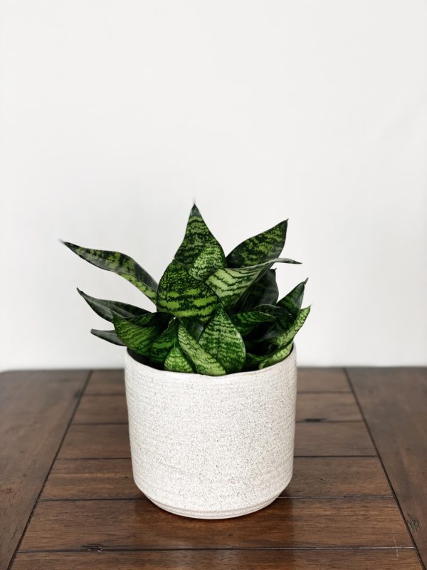 Sansevieria “Hahnii” in White Farmhouse Ceramic Planter
