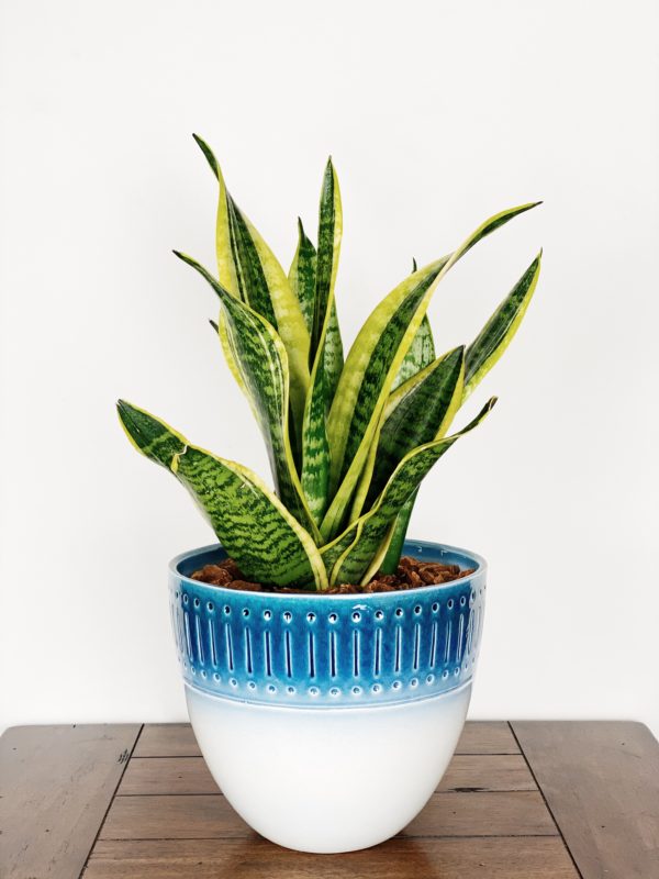 Sansevieria Trifasciata Futura Superba in Blue & White Tribal Ceramic