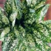 Aglaonema Snow White in White Ceramic - Image 2