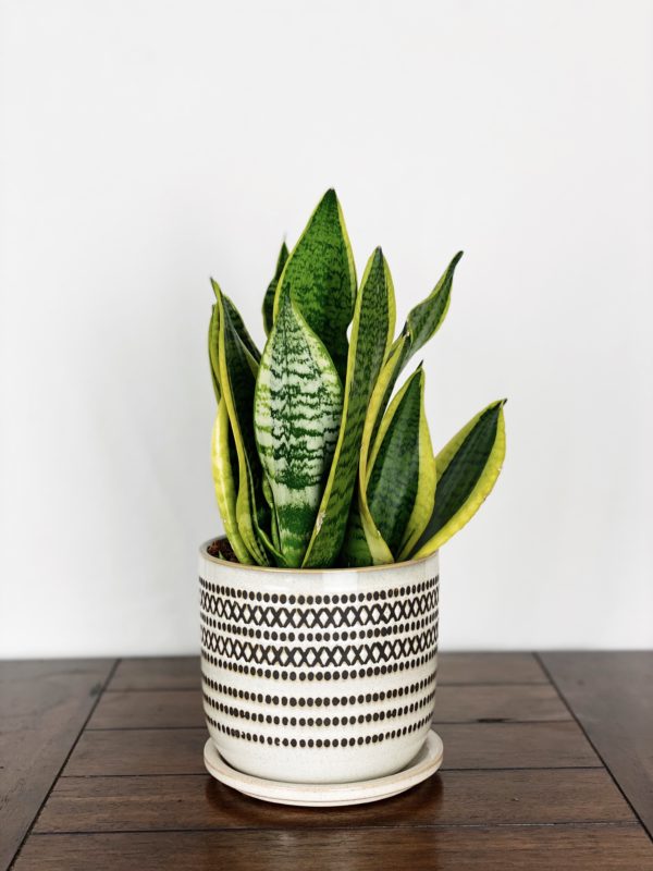 Sansevieria Trifasciata Futura Superba in Beige Planter with Black Tribal Accent and Attached Saucer