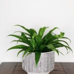 Birds Nest Fern in White Planter with Black Vertical Stripes
